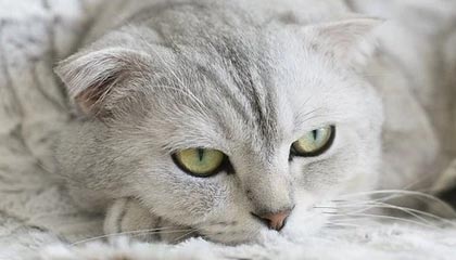 锡林郭勒伴游，定制QQ：3494206190微信：act1322